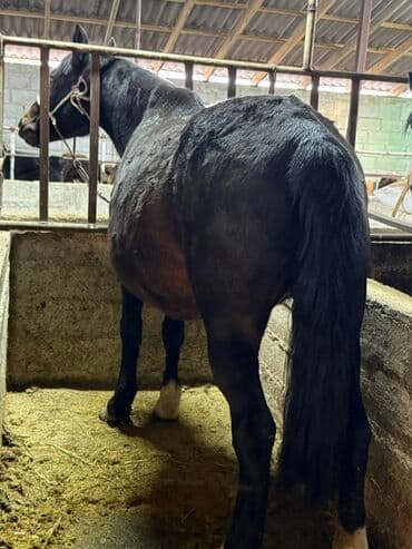 необычные животные: Продаю | Кобыла (самка), Жеребенок | Рабочий — 3