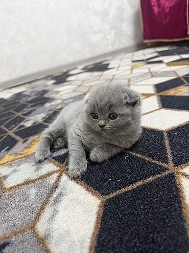 шатланская веслоухая: Шотландские вислоухие котята (Scottish Fold), окрас голубой (blue). - — 5