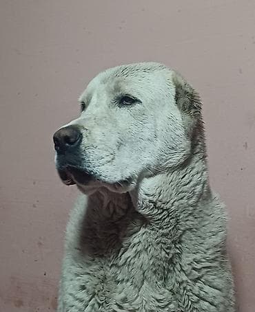 отель для собак: Алабай, крупный молоссоидный тип (азиат/алабай). - Мощный костяк — 2