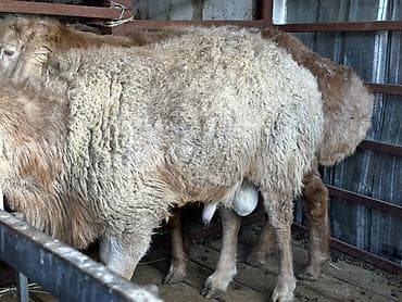 арабский лошади: Продаю | Баран (самец) | Арашан — 1