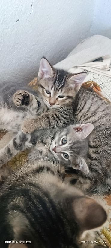 кошка в хорошие руки: Котята, тигровые табби. - Окрас: серо-коричневый и серебристый табби — 2