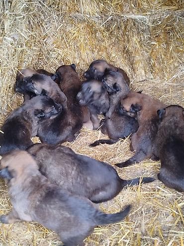 Щенки бельгийской овчарки (малинуа) - Помёт от рабочей суки малинуа — 4