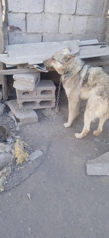 купить собаку фокстерьер: Собака среднего размера, на цепи. Окрас серо-палевый с темным — 8