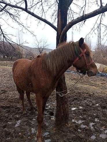 эр атка: Сатам | Жылкы (эркек) | Жумушка — 10