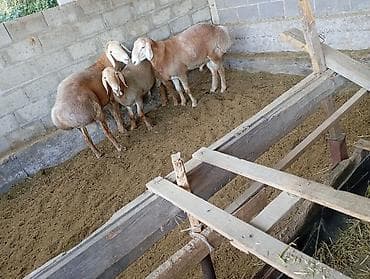 Животные: Продаю | Баран (самец) | На забой — 3