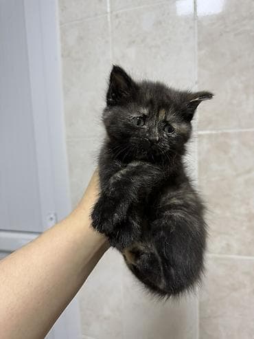 Скотиш Страйт (Шотландская прямоухая), 2 месяца, Девочка, Черепаховый, Приучена к лотку at lalafo.kg Скотиш Страйт (Шотландская прямоухая), 2 месяца, Девочка, Черепаховый, Приучена к лотку