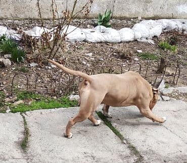 отдам даром собаку в хорошие руки: Вязка: Амстафф, Самец, 4 года, С родословной — 6