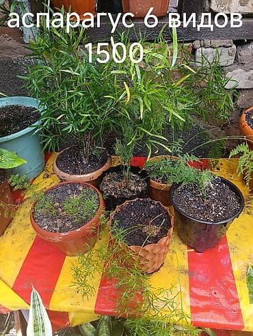 аквариум балыктары: Аспарагус — коллекция из 6 видов в горшках. Особенности: - — 1