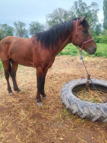 продаю породистых коров: Продаю | Конь (самец), Жеребец | Английская, Полукровка | Конный спорт, Для разведения, Рабочий | Племенные — 11