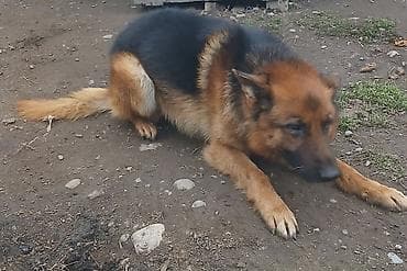 Отдам даром собаку: Немецкая овчарка, кобель. Классический окрас: чёрно-рыжий с плотным — 4