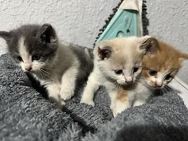 Котята, 2 мальчика и 1 девочка котята цвета серо белый кремовый с