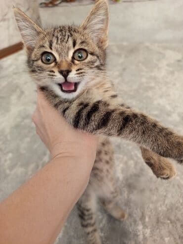 экзотическая короткошёрстная кошка: Очаровательный полосатая кошечка (серо-коричневый табби) с — 1