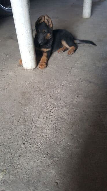 хмонг собака купить: Немис овчаркасы, 2 айлык, Эркек, Ит тегин тастыктоочу документ — 5