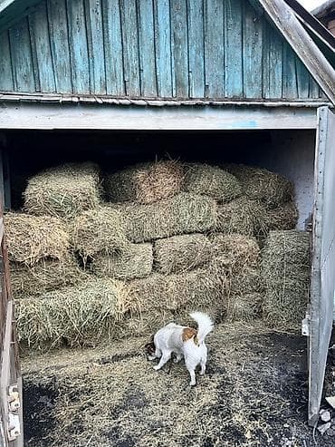 тюки клевер беде: СРОЧНО. ‼️ Сено в тюках. - Спрессованные прямоугольные тюки, удобны — 2