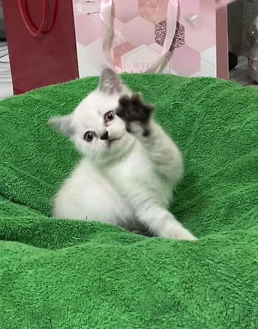 манчкин кот купить: Британская короткошёрстная, 2 месяца, Девочка, Белый, Приучена к лотку — 3