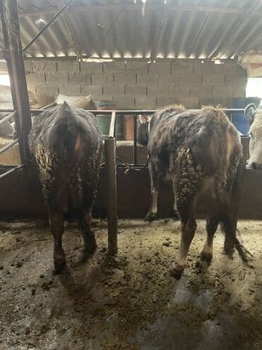 собака долматинец: Продаю | Тёлка | Полукровка | На откорм | Привязанные — 5