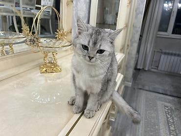 британский: Британская короткошёрстная, 1 год, Девочка, Серебристая шиншилла, Приучена к лотку, Проглистована, С прививками — 10
