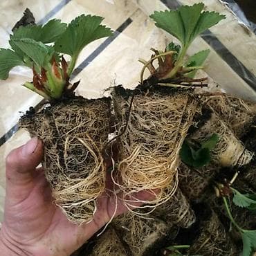 клубника ягоды: Продается Рассада Клубники,Ксд сортов,Альба,Азия,Клери,Миценова,самые — 3