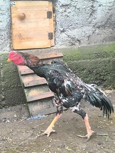 голуби такла: Продаю | Петух | Дакан | Для разведения — 5