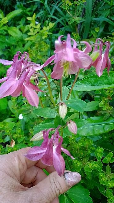 Многолетние декоративные растения для сада обращайтесь в личные