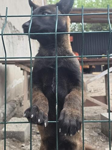 дончак тайлар: 2 месяца, Самец — 5