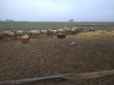 талас ат: Продаю | Овца (самка) | Для разведения | Матка — 2