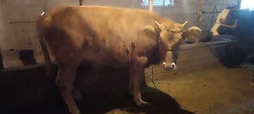 уста керек нан: Сатам | Уй (ургаачы) | Союуга — 8