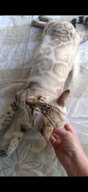 английский бульдог бишкек: Бенгальская, 2 года, Мальчик, Белый, Кастрирована, Проглистована, С документами — 2