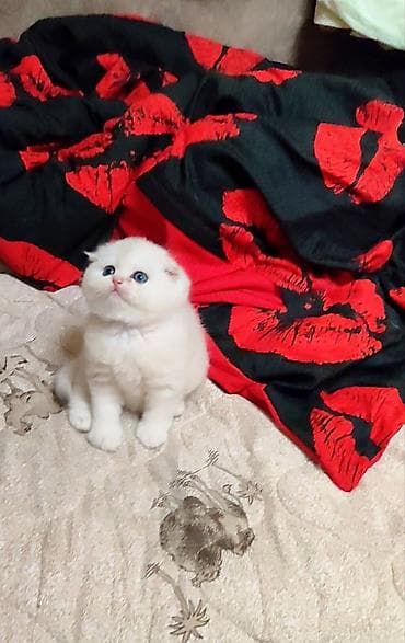 кот ориентал цена: С документами. Чистокровный Шотландский вислоухий котёнок, (мальчик) — 9