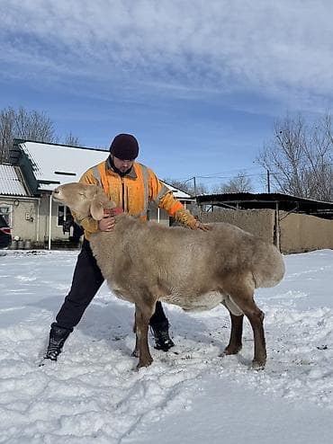 ветеринар чолпон ата: Сатам | Кочкор (эркек) | Арашан | Көбөйтүү үчүн | Жасалма жол менен боозутуу — 7