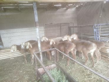 Продаю | Овца (самка) | Арашан | Для разведения