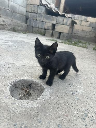 Продажа кошек: Котята, помёт из нескольких малышей - Шерсть короткая, мягкая; у — 4
