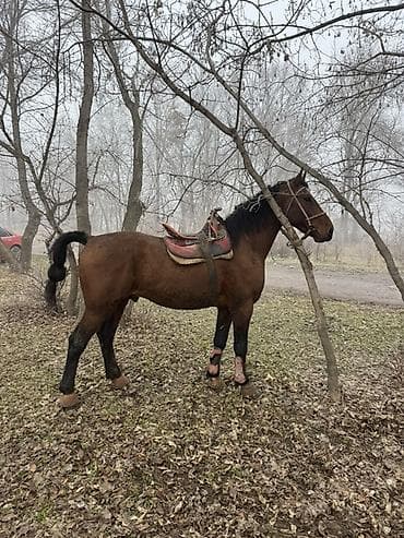 ласка животные: Продаю | Конь (самец) | Конный спорт — 1