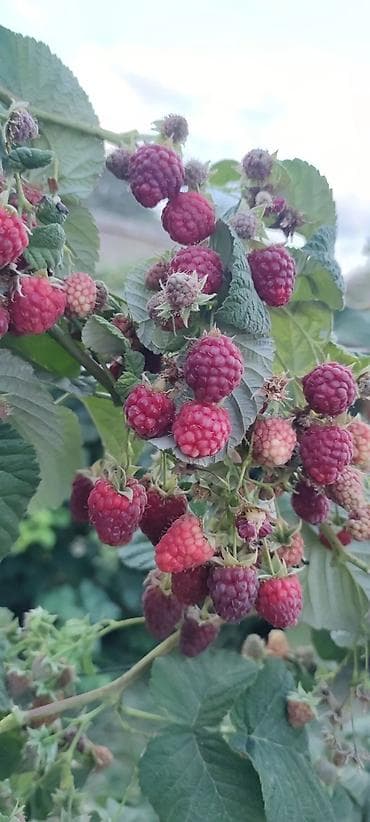 продаю коз: Малина Оптом — 8