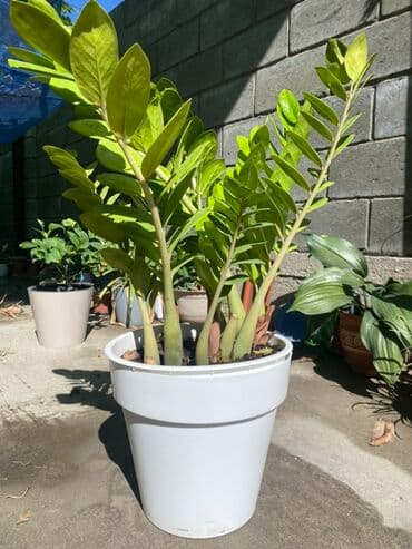 купить аквариум для рыбок недорого: Каждый Замиокулькас (Zamioculcas zamiifolia) в горшке по 4000 - — 1