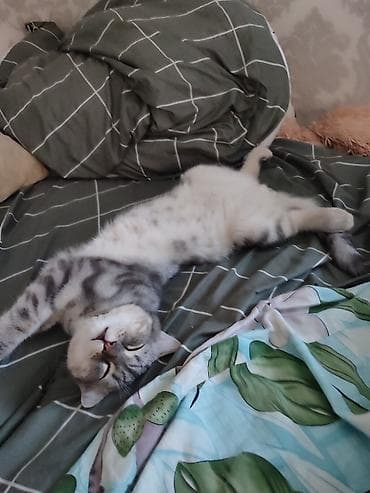 Скотиш Фолд (Шотландская вислоухая), 5 месяцев, Мальчик — 10