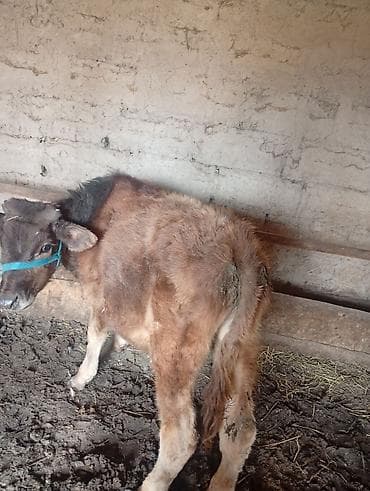 киссар кой: Продаю | Бык (самец) | Полукровка | На откорм | Привязанные — 5