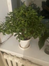 цветы на ошском рынке: Гулдор сатылат — 4