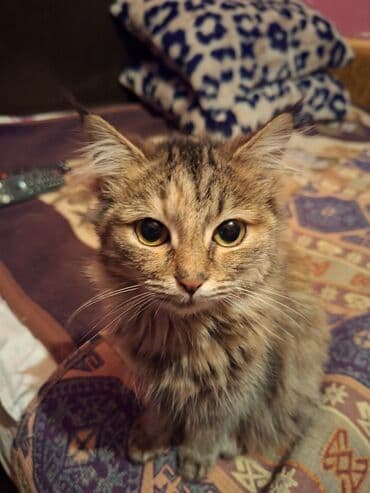 возьму котят: Кошка даром: Беспородная, 4 месяца, Девочка, Приучена к лотку — 2