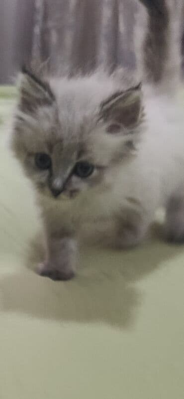 Грызуны: 2 месяца, Девочка, Приучена к лотку, Проглистована — 6