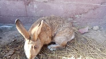 Продаю | Кролик самец