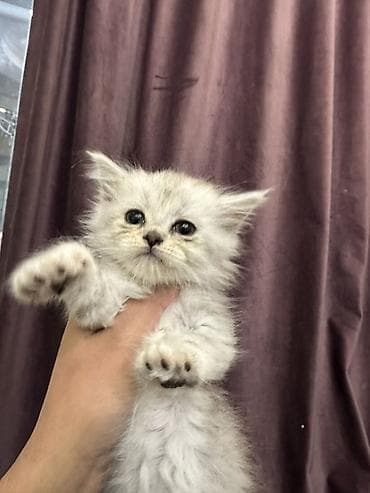 Продажа кошек: Скотиш Фолд (Шотландская вислоухая), 1 месяц, Девочка, Белый, Приучена к лотку — 2