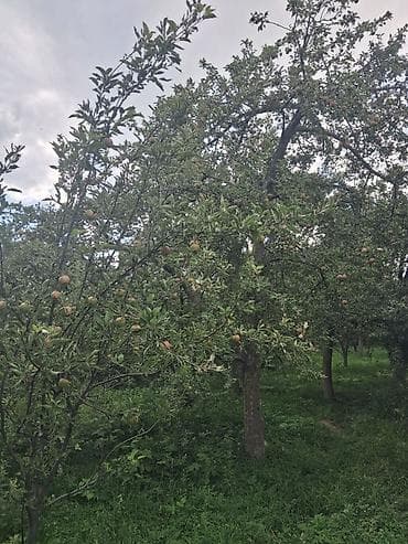Дома: 2 дома на участке. Есть возможность обмена на другую недвижимость — 8