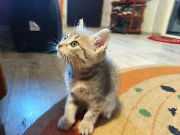 продаю кукруза: 🐾 Пушистое счастье ищет дом! 🏡 потрясающая девочка ушки стоячие — 5