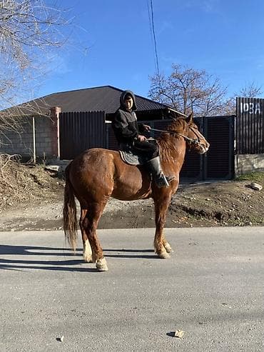 сабока хаски: Продаю | Конь (самец) | Рабочий — 5