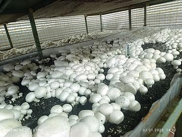тачки тележки: Шампиньоны культивированные (Agaricus bisporus) - Выращены в — 2