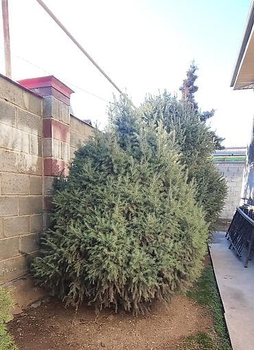 саженцы вишни: Саженцы деревьев: Ели, Самовывоз — 4