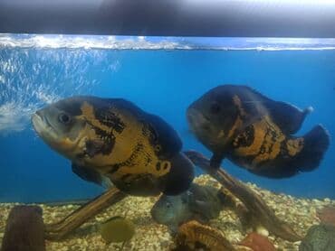 Предлагаются две рыбы астранотусы известные своей яркой окраской и at lalafo.kg Предлагаются две рыбы астранотусы известные своей яркой окраской и