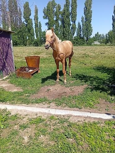 жеребцы: Продаю | Конь (самец), Жеребец, Жеребенок — 5