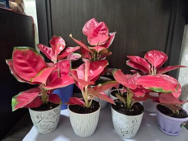 уличные растении: Шлюмбергера (декабрист, рождественский кактус) в горшке. - — 3